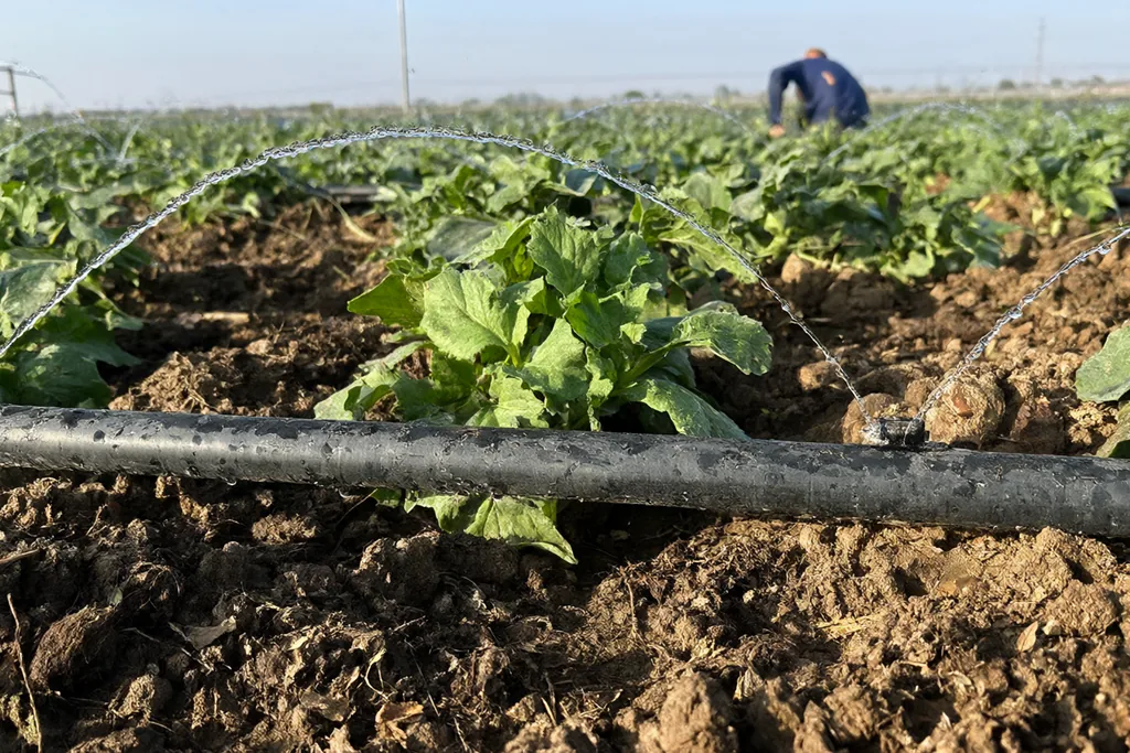Bölgede Tarımsal Üretimde Verimlilik Çalışmaları Hız Kazandı