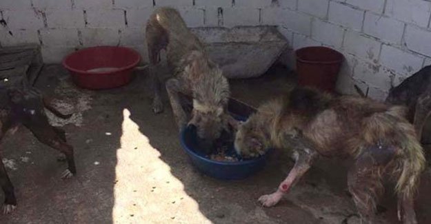 Barınaktaki Hayvanlar Birbirlerini Yiyor!