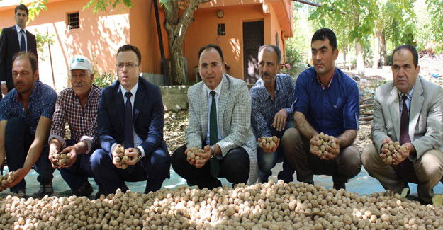Adıyaman’da Ceviz Hasadı Başladı