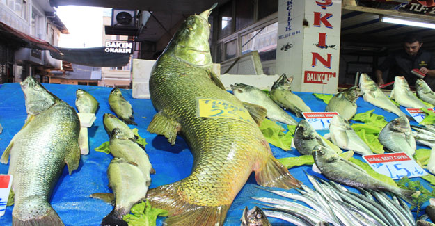 Keban’da Dev Turna Balığı Yakalandı