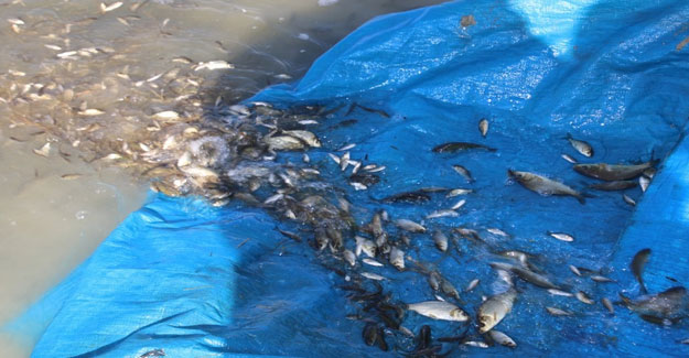 Elazığ’da Cip Barajı’na 100 Bin Balık Bırakıldı